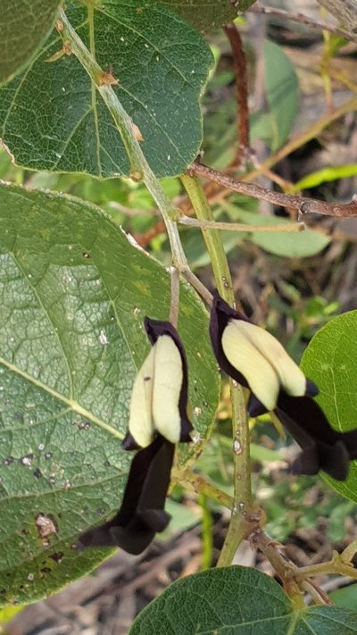 Kennedia nigricans, photographed by Andrew Thornhill
