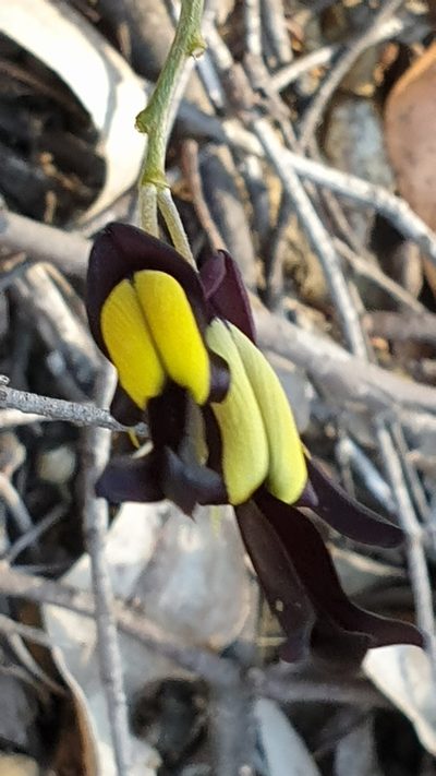 Kennedia nigricans, photographed by Andrew Thornhill