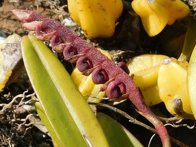 Bulbophyllum scaberulum, photographed by Klaus Wehrlin