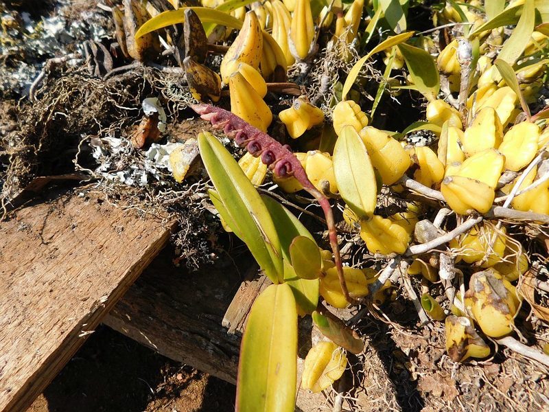 Bulbophyllum scaberulum, photographed by Klaus Wehrlin