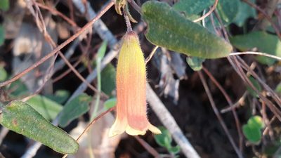 Marianthus bignoniaceus, photographed by Andrew Thornhill