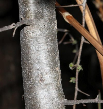 Commiphora mollis, photographed by Alan Manson