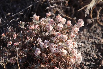 Eriogonum pulchrum, photographed by Millie Basden