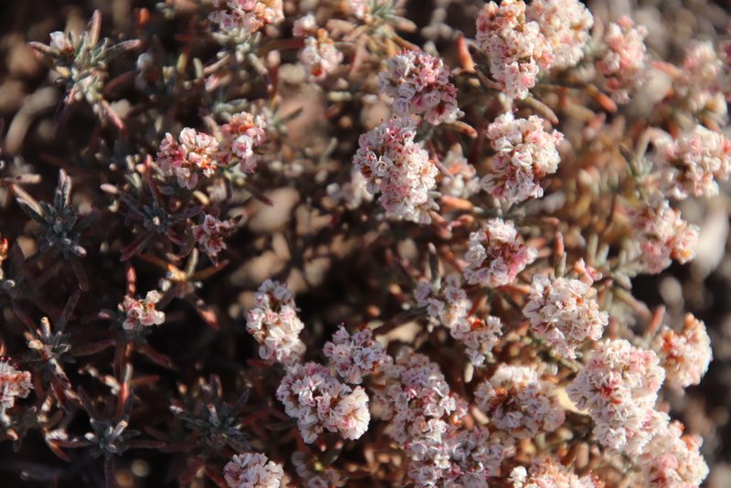 Eriogonum pulchrum, photographed by Millie Basden