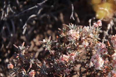 Eriogonum pulchrum, photographed by Millie Basden