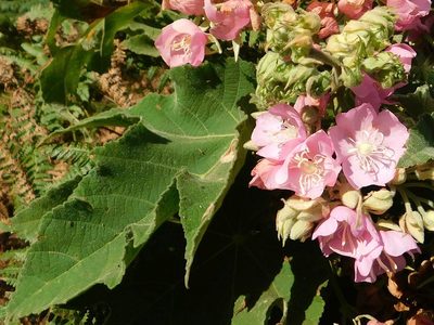 Dombeya burgessiae, photographed by Klaus Wehrlin