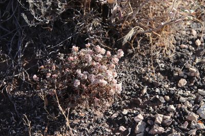 Eriogonum pulchrum, photographed by Millie Basden