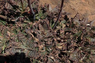 Aloe grandidentata, photographed by Andrew Deacon