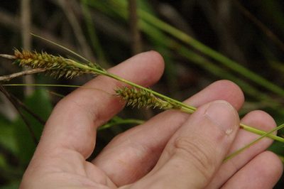 Carex wahuensis, photographed by Eric Knight