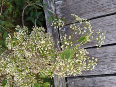 Tiedemannia filiformis, photographed by Alison Northup