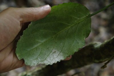 Claoxylon sandwicense, photographed by Eric Knight