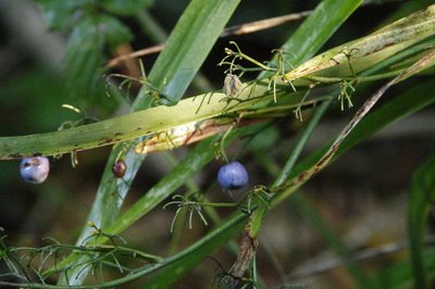 Dianella sandwicensis, photographed by Eric Knight