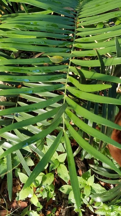 Zamia pumila, photographed by Yolanda M. Leon