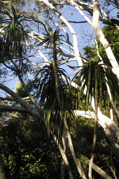 Dracaena aurea, photographed by Eric Knight