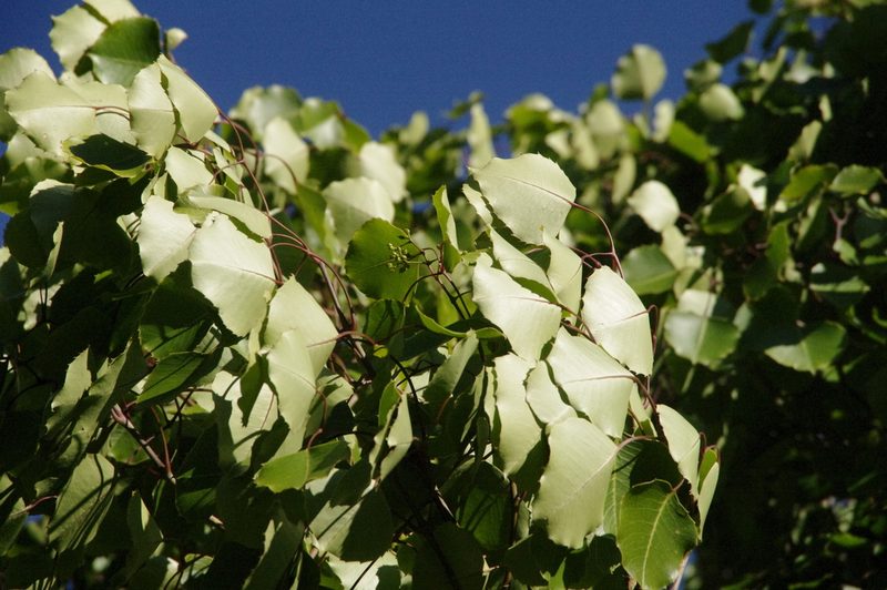 Cheirodendron fauriei, photographed by Eric Knight