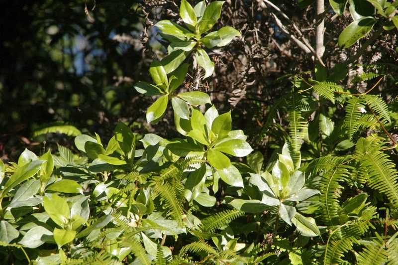 Lysimachia glutinosa, photographed by Eric Knight