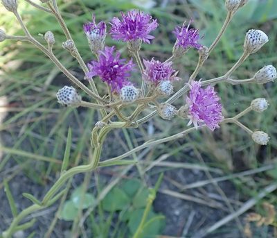 Hilliardiella nudicaulis, photographed by Peter Warren