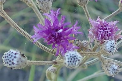 Hilliardiella nudicaulis, photographed by Peter Warren