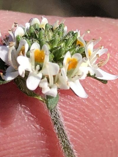 Phyllopodium rustii, photographed by Dave U