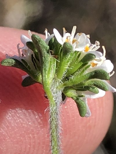Phyllopodium rustii, photographed by Dave U