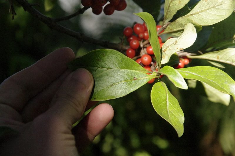 Coprosma kauensis, photographed by Eric Knight