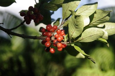Coprosma kauensis, photographed by Eric Knight