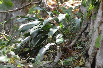 Pitcairnia chiapensis, photographed by Neptalí Ramírez Marcial