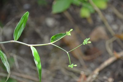Tripogandra grandiflora, photographed by Neptalí Ramírez Marcial