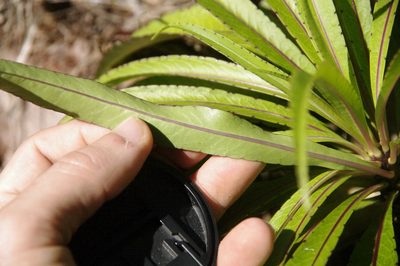 Trematolobelia kauaiensis, photographed by Eric Knight