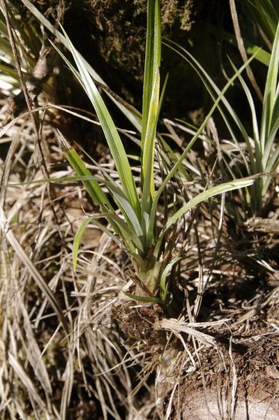 Astelia argyrocoma, photographed by Eric Knight