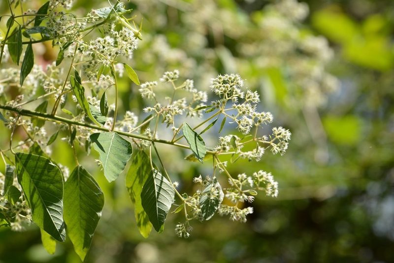 Euphorbia segoviensis, photographed by Neptalí Ramírez Marcial
