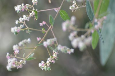 Euphorbia segoviensis, photographed by Neptalí Ramírez Marcial