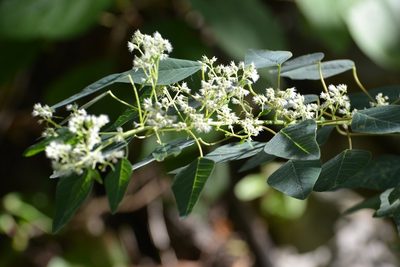 Euphorbia segoviensis, photographed by Neptalí Ramírez Marcial