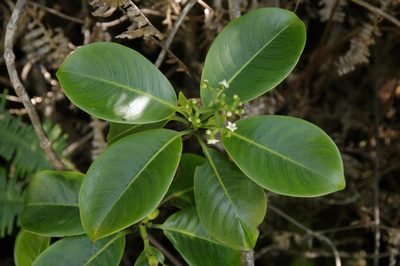 Psychotria mariniana, photographed by Eric Knight