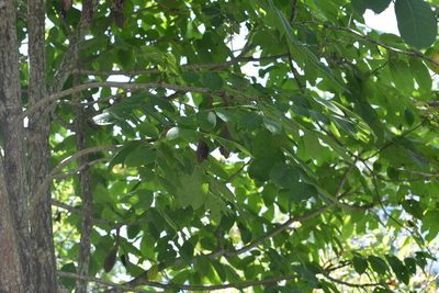 Cedrela salvadorensis, photographed by Neptalí Ramírez Marcial