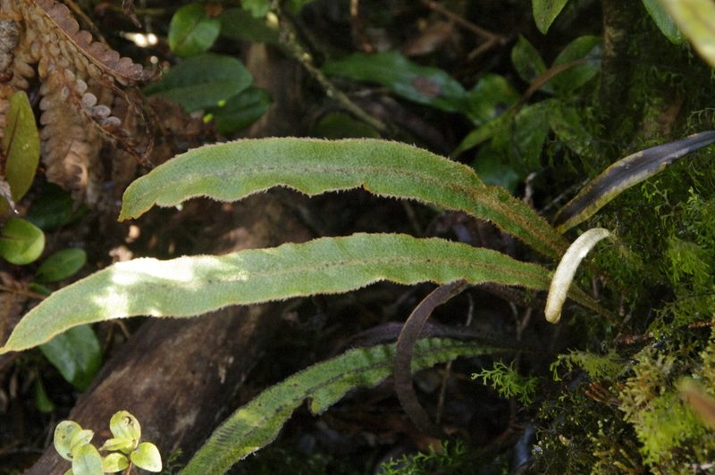 Elaphoglossum paleaceum, photographed by Eric Knight