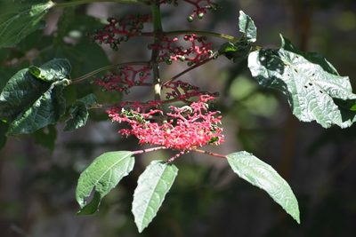 Cissus biformifolia, photographed by Neptalí Ramírez Marcial