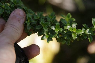 Coprosma elliptica, photographed by Eric Knight