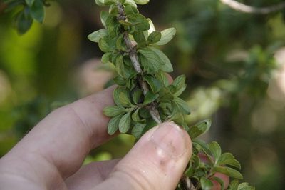 Coprosma elliptica, photographed by Eric Knight