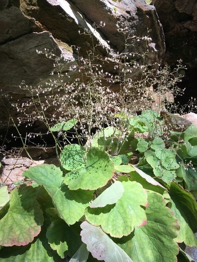 Heuchera parviflora, photographed by Matt Berger