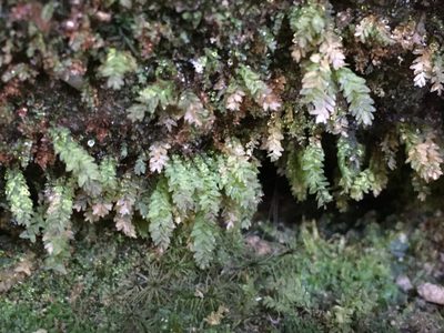 Aulacomnium heterostichum, photographed by Matt Berger