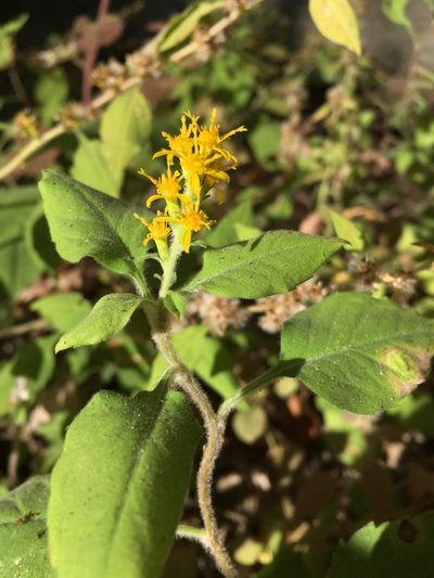 Solidago albopilosa, photographed by Matt Berger