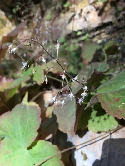 Heuchera parviflora, photographed by Matt Berger