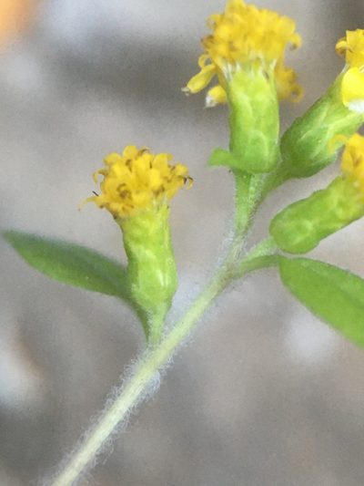 Solidago albopilosa, photographed by Matt Berger