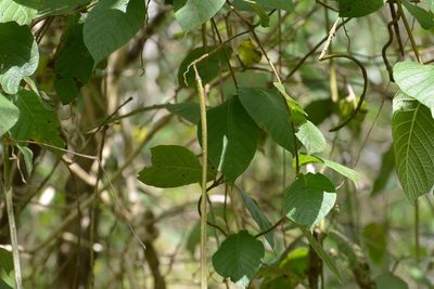 Mandevilla platydactyla, photographed by Neptalí Ramírez Marcial