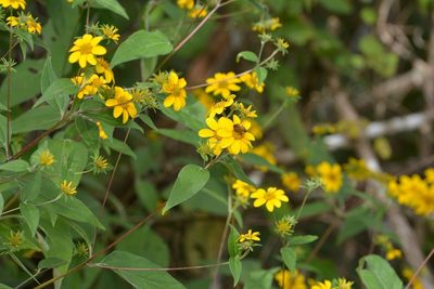 Verbesina hypoglauca, photographed by Neptalí Ramírez Marcial