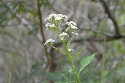 Verbesina turbacensis, photographed by Neptalí Ramírez Marcial