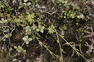 Lycopodium venustulum, photographed by Eric Knight