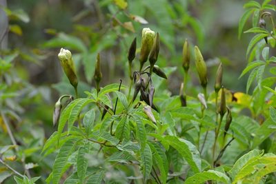 Distimake platyphyllus, photographed by Neptalí Ramírez Marcial