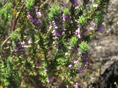 Muraltia thymifolia, photographed by Jeremy Gilmore